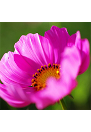 ナレーション収録,録音,中村琴音,音声,音声ガイド