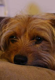 低価格,ナレーション録音,ナレーション収録,ナレーター,大岡久仁,音声,音声ガイド