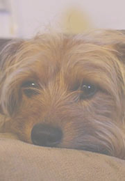 低価格,ナレーション録音,ナレーション収録,ナレーター,大岡久仁,音声,音声ガイド