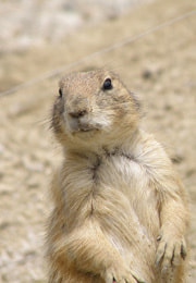 低価格,ナレーション録音,ナレーション収録,ナレーター,YOSHI,音声,音声ガイド