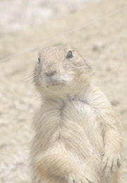 低価格,ナレーション録音,ナレーション収録,ナレーター,YOSHI,音声,音声ガイド